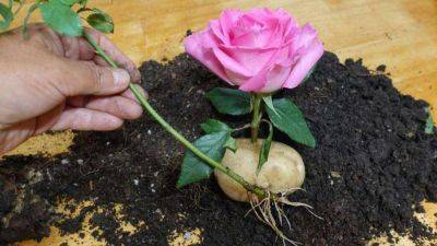 Как вырастить розы из черенка - sadogorod.club