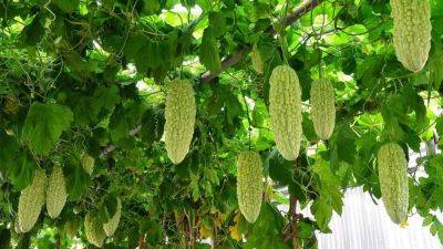 Момордика: что собой представляет растение и как получить богатый урожай - nur.kz - Индия