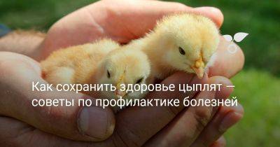 Как сохранить здоровье цыплят — советы по профилактике болезней - botanichka.ru