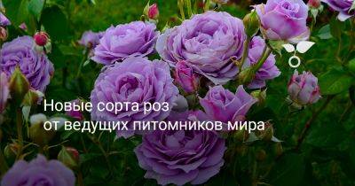 Новые сорта роз от ведущих питомников мира - botanichka.ru