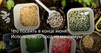 Что посеять в конце июня? Используем огород на максимум - botanichka.ru