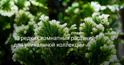 10 редких комнатных растений для уникальной коллекции - botanichka.ru