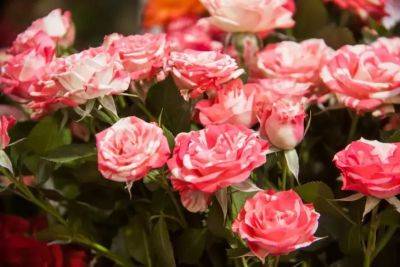 Как правильно удобрять розы? Ответы на самые частые вопросы - belnovosti.by