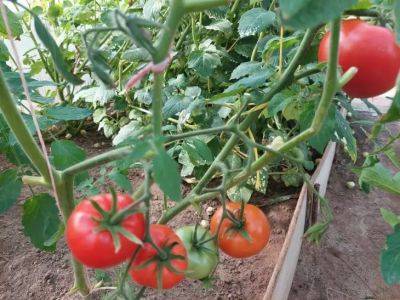 Как кефиром поливать помидоры: советы и рекомендации - belnovosti.by