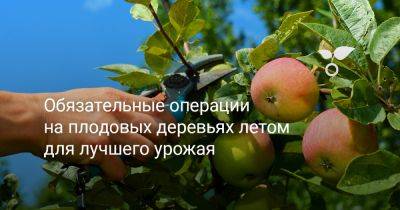 Обязательные операции на плодовых деревьях летом для лучшего урожая - botanichka.ru - Хабаровский край