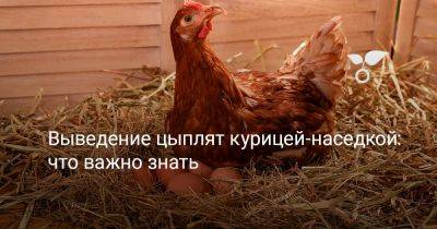 Выведение цыплят курицей-наседкой: что важно знать - botanichka.ru