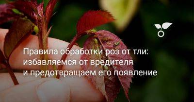 Правила обработки роз от тли: избавляемся от вредителя и предотвращаем его появление - botanichka.ru