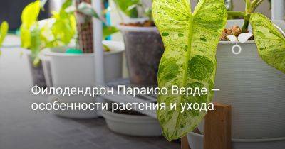 Филодендрон Параисо Верде — особенности растения и ухода - botanichka.ru