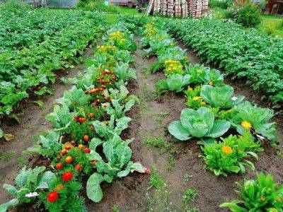 Рекомендации садоводам при посадке овощей - sadogorod.club