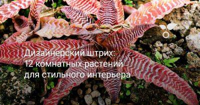 Дизайнерский штрих: 12 комнатных растений для стильного интерьера - botanichka.ru