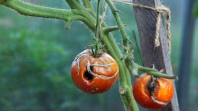 Фитофтора на помидорах: как выглядит и чем лечить растение - nur.kz