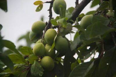 Почему осыпаются зеленые плоды сливы: основные причины и способы их устранения - belnovosti.by