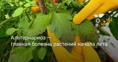 Альтернариоз — главная болезнь растений начала лета - botanichka.ru