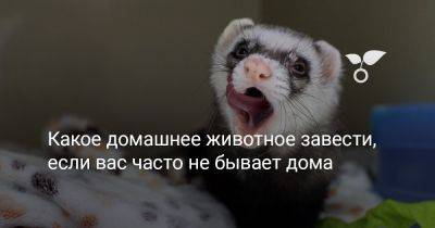 Какое домашнее животное завести, если вас часто не бывает дома - botanichka.ru