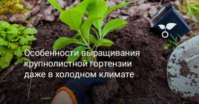 Особенности выращивания крупнолистной гортензии даже в холодном климате - botanichka.ru