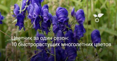 Цветник за один сезон: 10 быстрорастущих многолетних цветов - botanichka.ru