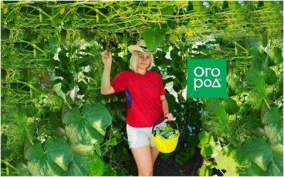 Как сформировать огуречную арку, чтобы получить хороший урожай и легко его собирать - ogorod.ru - г. Виноград