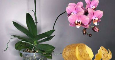 Чем подкормить орхидеи: советы флориста - sadogorod.club