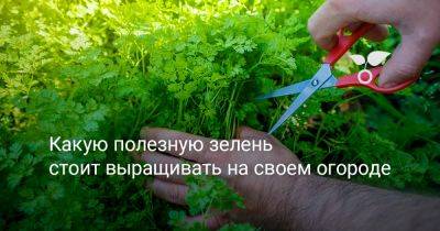 Какую полезную зелень стоит выращивать на своем огороде - botanichka.ru