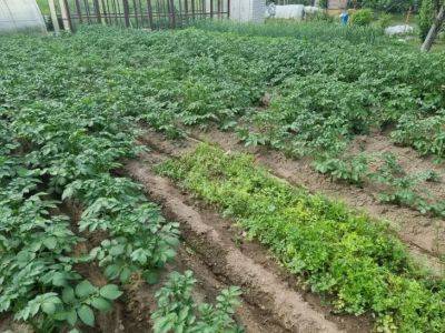 Нужно ли окучивать картошку при засухе: важные советы для огородников - belnovosti.by