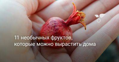 11 необычных фруктов, которые можно вырастить дома - botanichka.ru