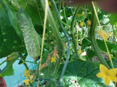 Чем подкормить огурцы в июле во время плодоношения: советы опытных садоводов - belnovosti.by