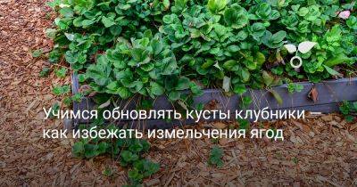 Учимся обновлять кусты клубники — как избежать измельчения ягод - botanichka.ru