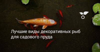 Лучшие виды декоративных рыб для садового пруда - botanichka.ru