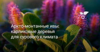 Аркто-монтанные ивы: карликовые деревья для сурового климата - botanichka.ru - республика Коми