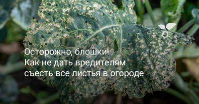 Осторожно, блошки! Как не дать вредителям съесть все листья в огороде - botanichka.ru