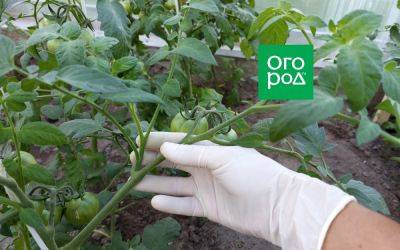 Формирование детерминантных томатов: нужно или нет? - ogorod.ru