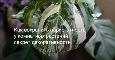 Как сохранить вариегатность у комнатных растений — секрет декоративности - botanichka.ru