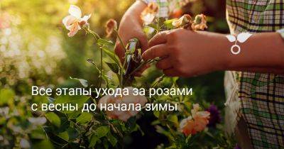 Все этапы ухода за розами с весны до начала зимы - botanichka.ru