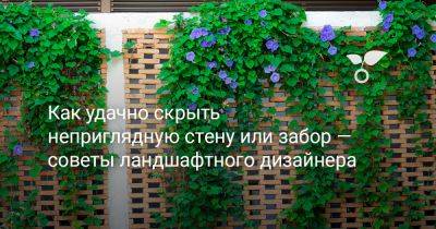 Как удачно скрыть неприглядную стену или забор — советы ландшафтного дизайнера - botanichka.ru - г. Виноград