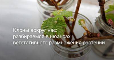 Клоны вокруг нас: разбираемся в нюансах вегетативного размножения растений - botanichka.ru