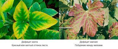 Болезни и вредители растений – часть 2 - divo-dacha.ru