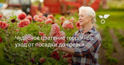 Чудесное цветение георгинов — уход от посадки до срезки - botanichka.ru