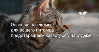 Опасные насекомые для вашего питомца — предотвращаем катастрофу на отдыхе - botanichka.ru
