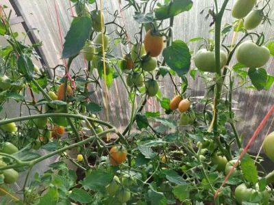 Что можно сделать с ботвой от помидоров: удивительные способы использования, о которых знает 10 % огородников - belnovosti.by
