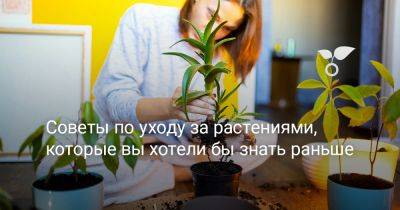 Советы по уходу за растениями, которые вы хотели бы знать раньше - botanichka.ru