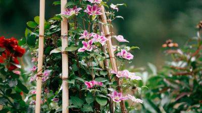 Как выращивать клематис: советы по уходу и размножению цветка - nur.kz