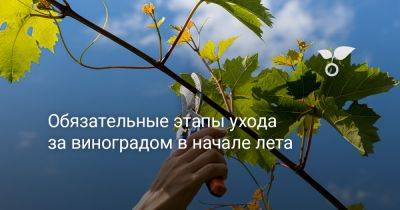 Обязательные этапы ухода за виноградом в начале лета - botanichka.ru - г. Виноград