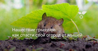 Нашествие грызунов: как спасти свой огород от мышей - botanichka.ru