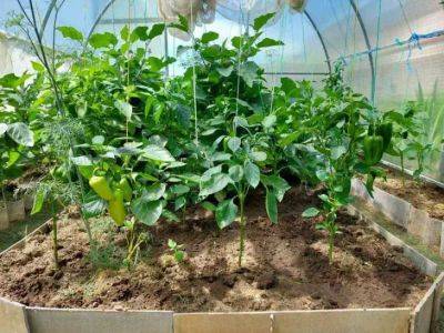 Анастасия Коврижных - Посадите их на огороде: 6 растений, которые улучшают качество почвы - belnovosti.by