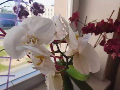 Можно ли подкармливать удобрением для орхидей другие цветы: ошибка или рациональное решение - belnovosti.by