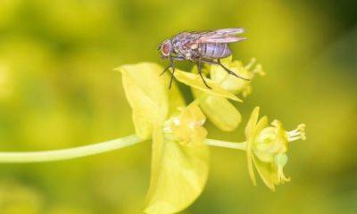 7 опасных мух, которые вредят растениям в саду и огороде. Как опознать — и избавиться - 7dach.ru