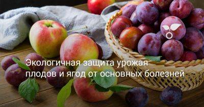 Экологичная защита урожая плодов и ягод от основных болезней - botanichka.ru