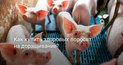 Как купить здоровых поросят на доращивание? - botanichka.ru
