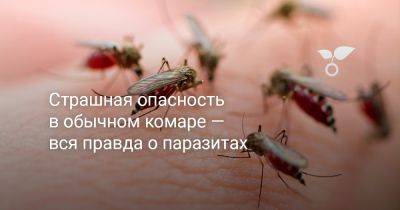 Страшная опасность в обычном комаре — вся правда о паразитах - botanichka.ru