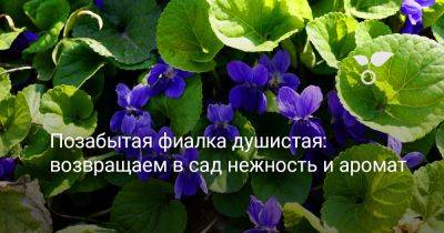 Позабытая фиалка душистая — возвращаем в сад нежность и аромат - botanichka.ru